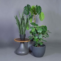 E0100 - Fiddle Leaf Fig Tree Small